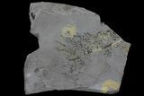 Pennsylvanian Fossil Plant (Sphenopteridium) - Kinney Quarry, NM #80435-1